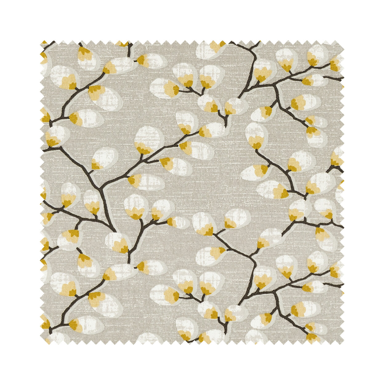 Arden Mimosa - Image 5