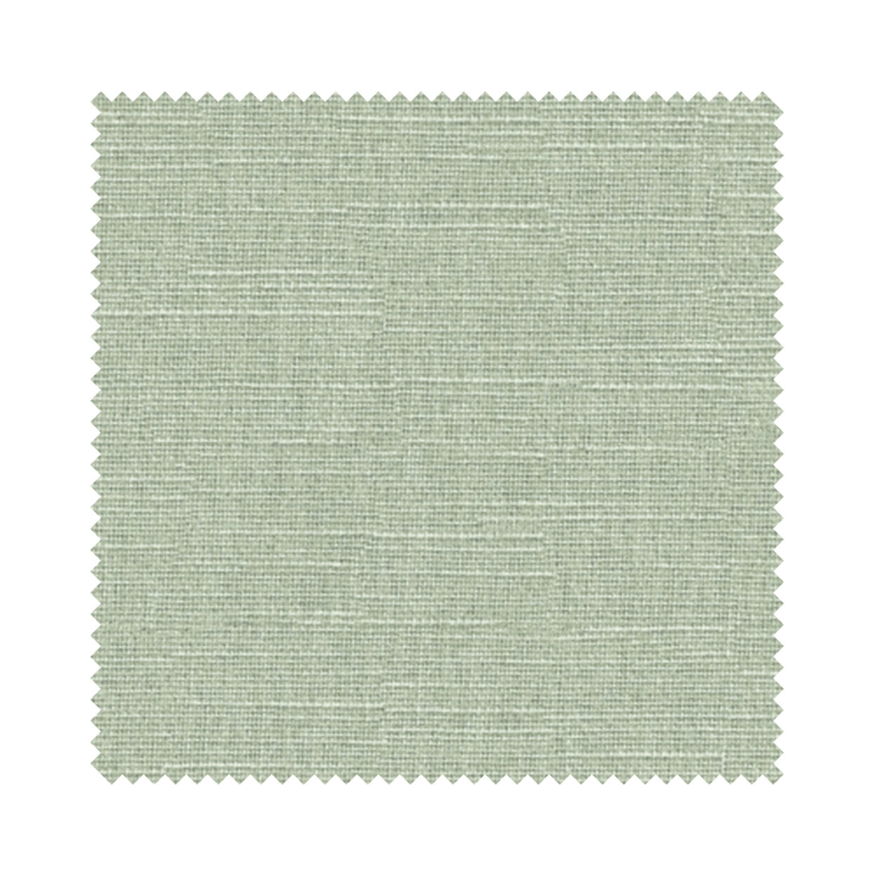 Hayworth Fern - Image 6